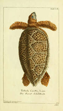 Image of Caretta