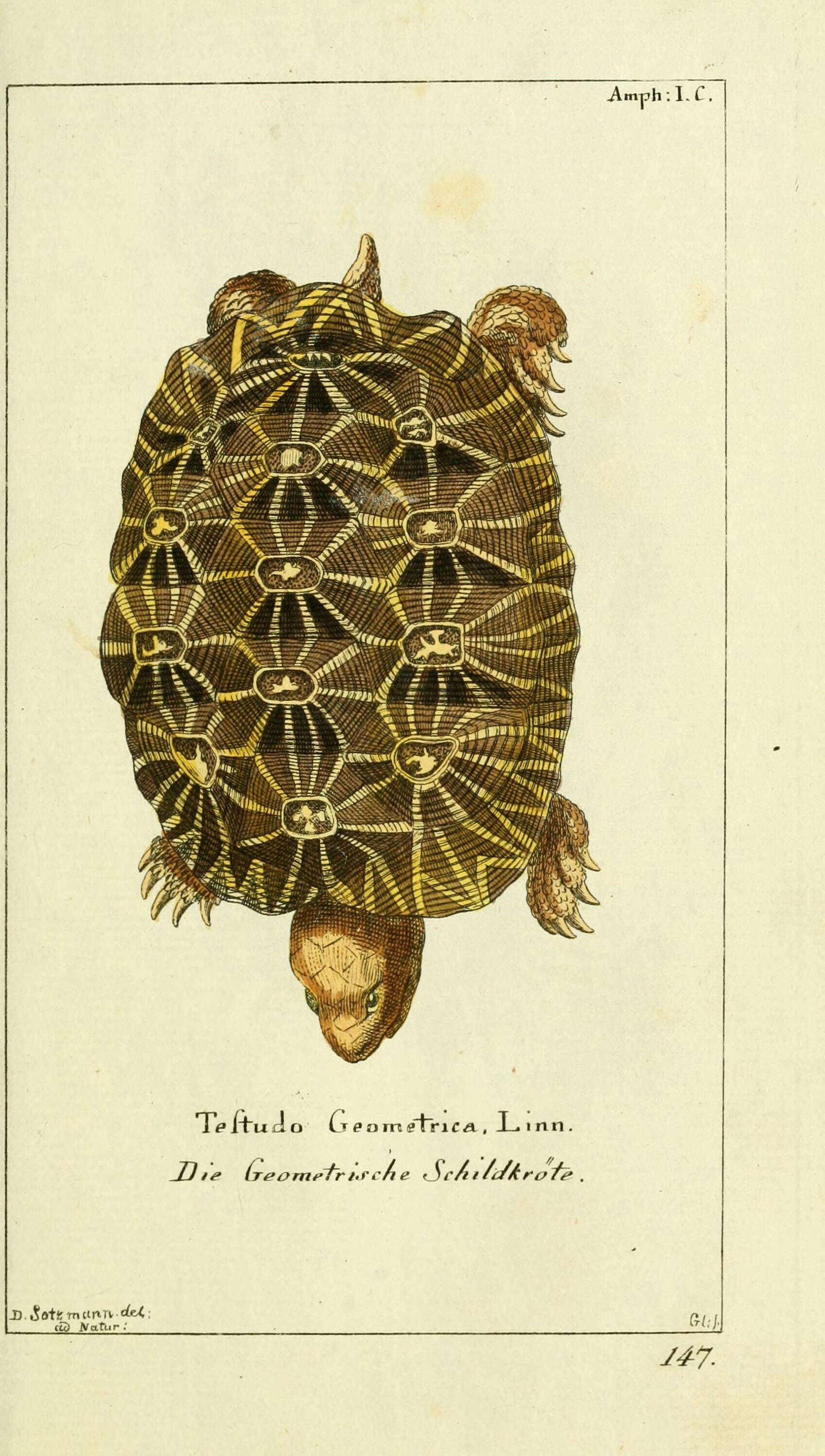 Image of Geometric Tortoise