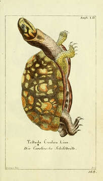 Image of Eastern box turtle