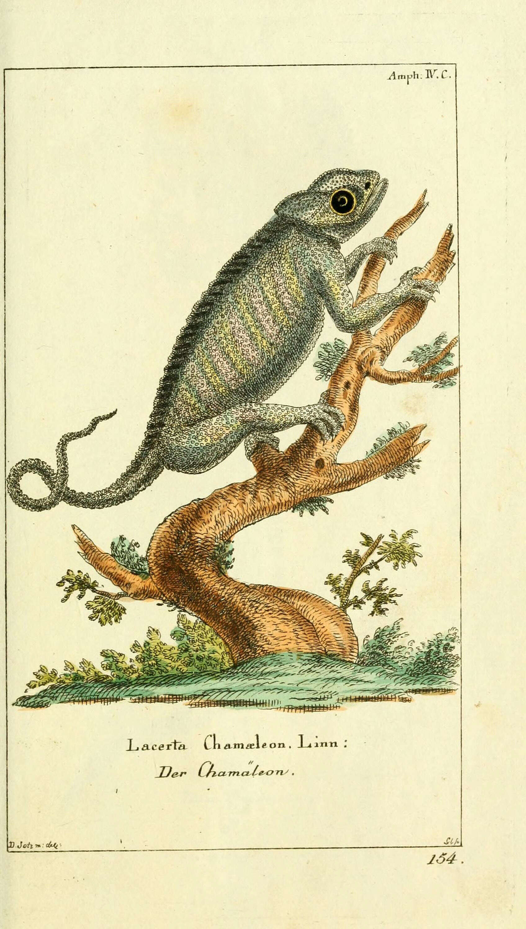 Image of Mediterranean Chameleon