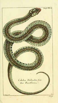 Imagem de Thamnophis sirtalis sirtalis (Linnaeus 1758)