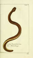 Слика од Caecilia tentaculata Linnaeus 1758