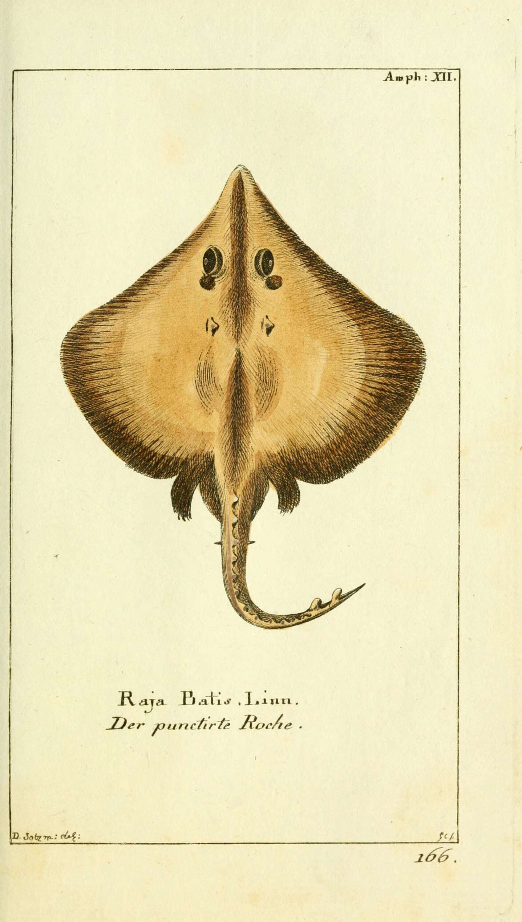 صورة Dipturus batis (Linnaeus 1758)