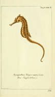 Слика од Hippocampus hippocampus (Linnaeus 1758)