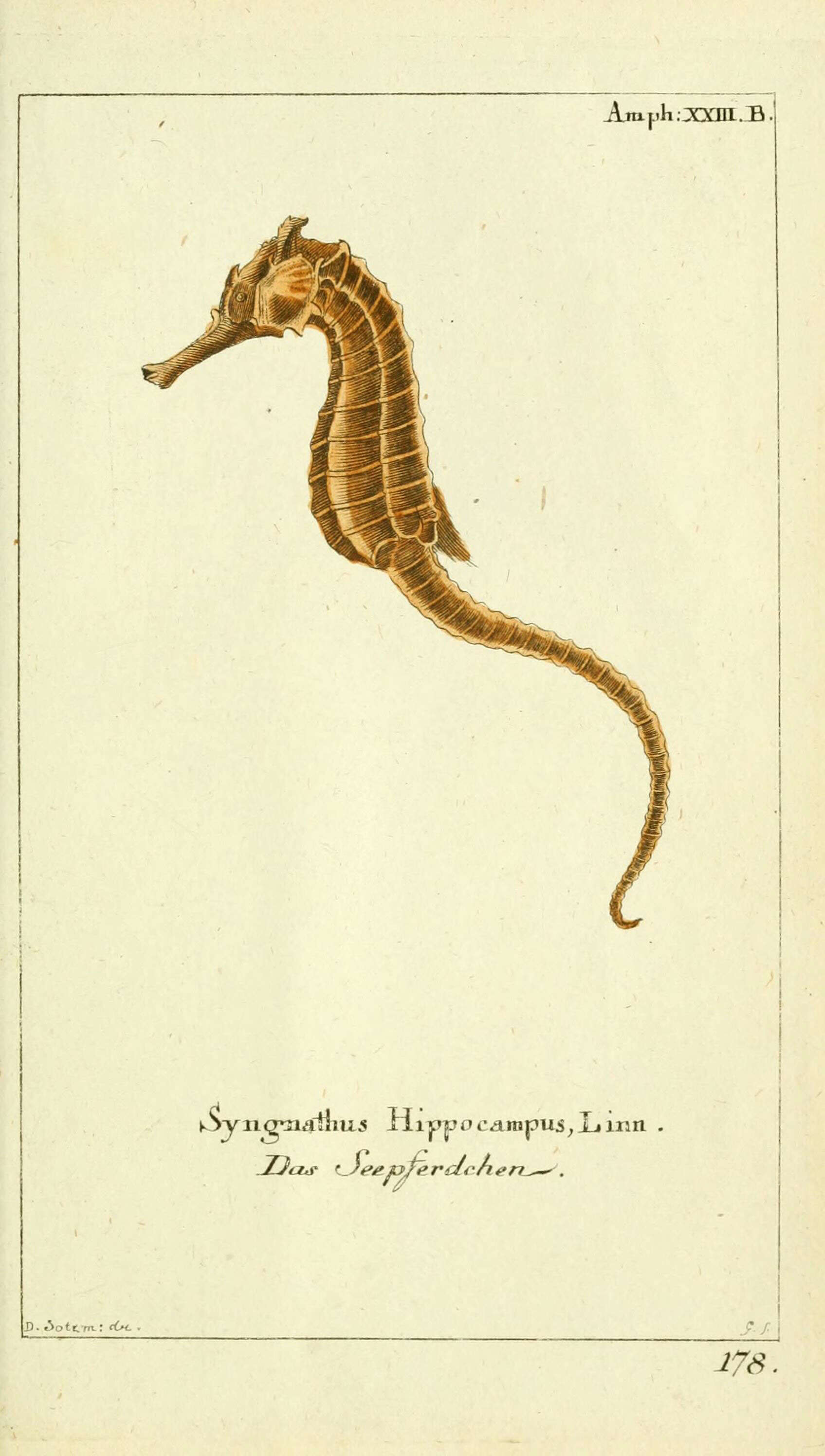 Image of Sea Horse