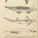 Image of <i>Xenacanthus decheni</i> (Goldfuss 1847)