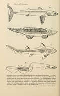 Image of <i>Xenacanthus decheni</i> (Goldfuss 1847)