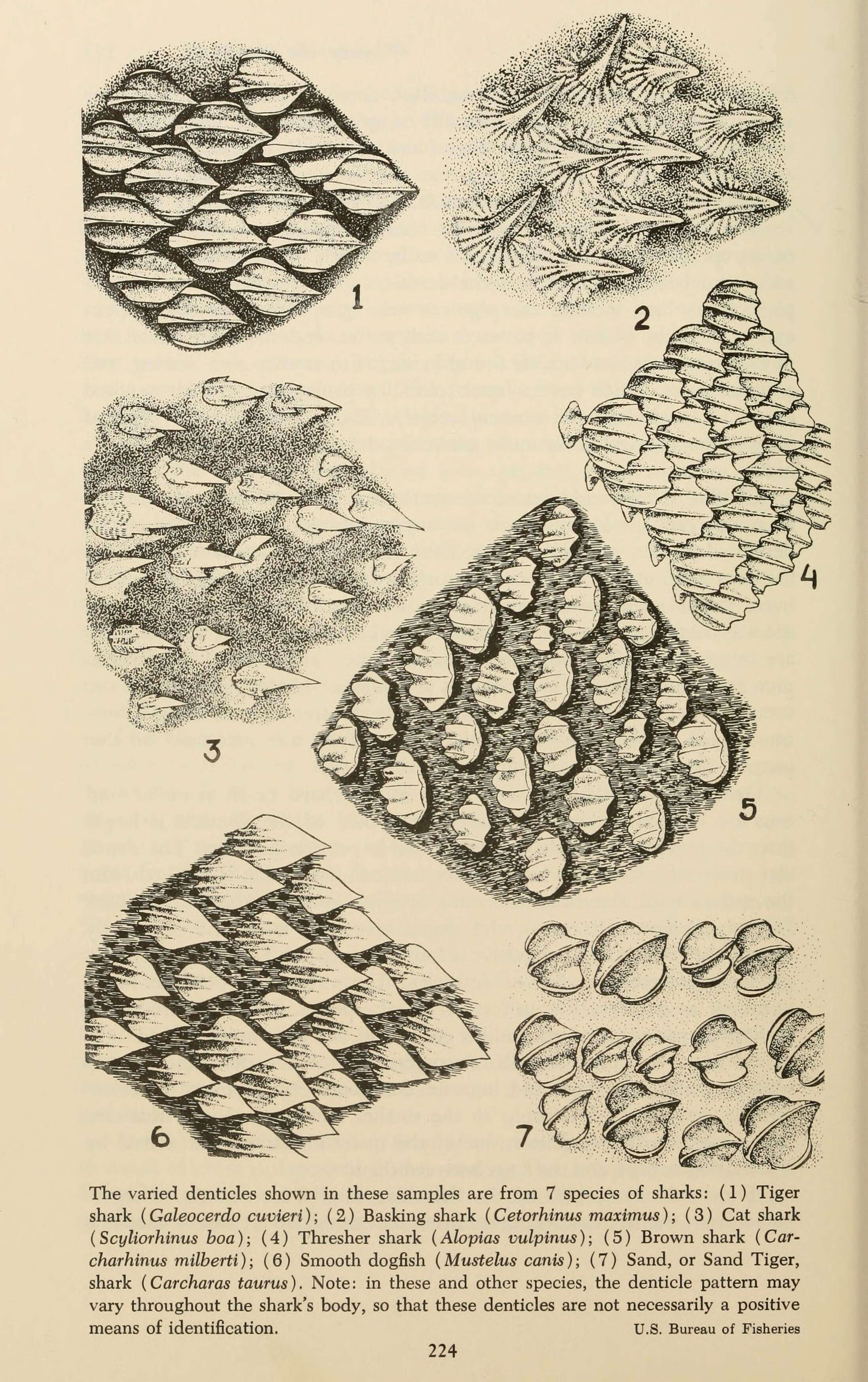 Plancia ëd Galeocerdo