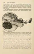 Image of Common Torpedo Ray