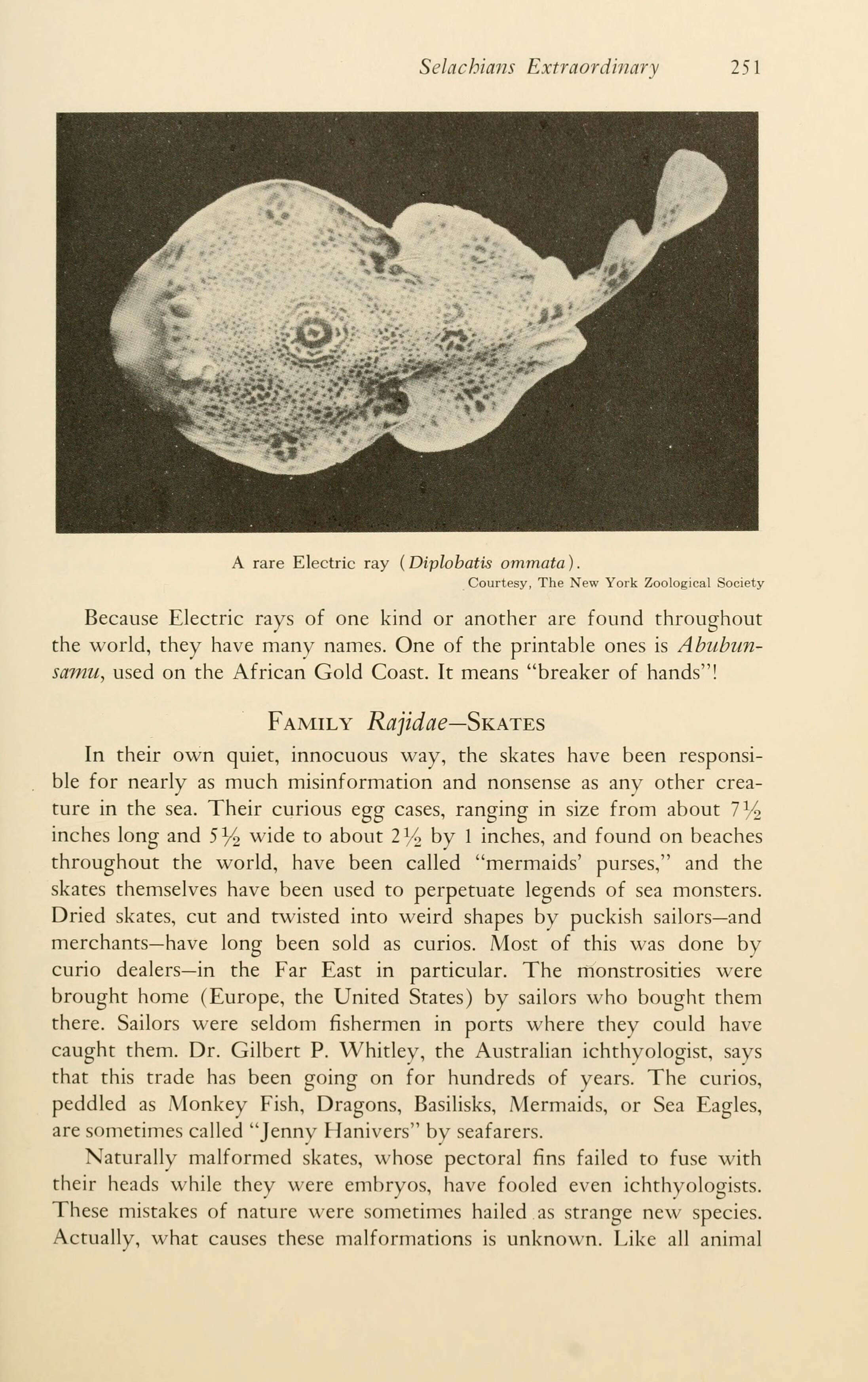 Image of Bullseye Electric Ray