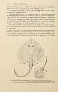 صورة Rajella bathyphila (Holt & Byrne 1908)