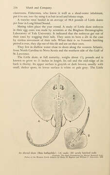 Rajella bathyphila (Holt & Byrne 1908)的圖片