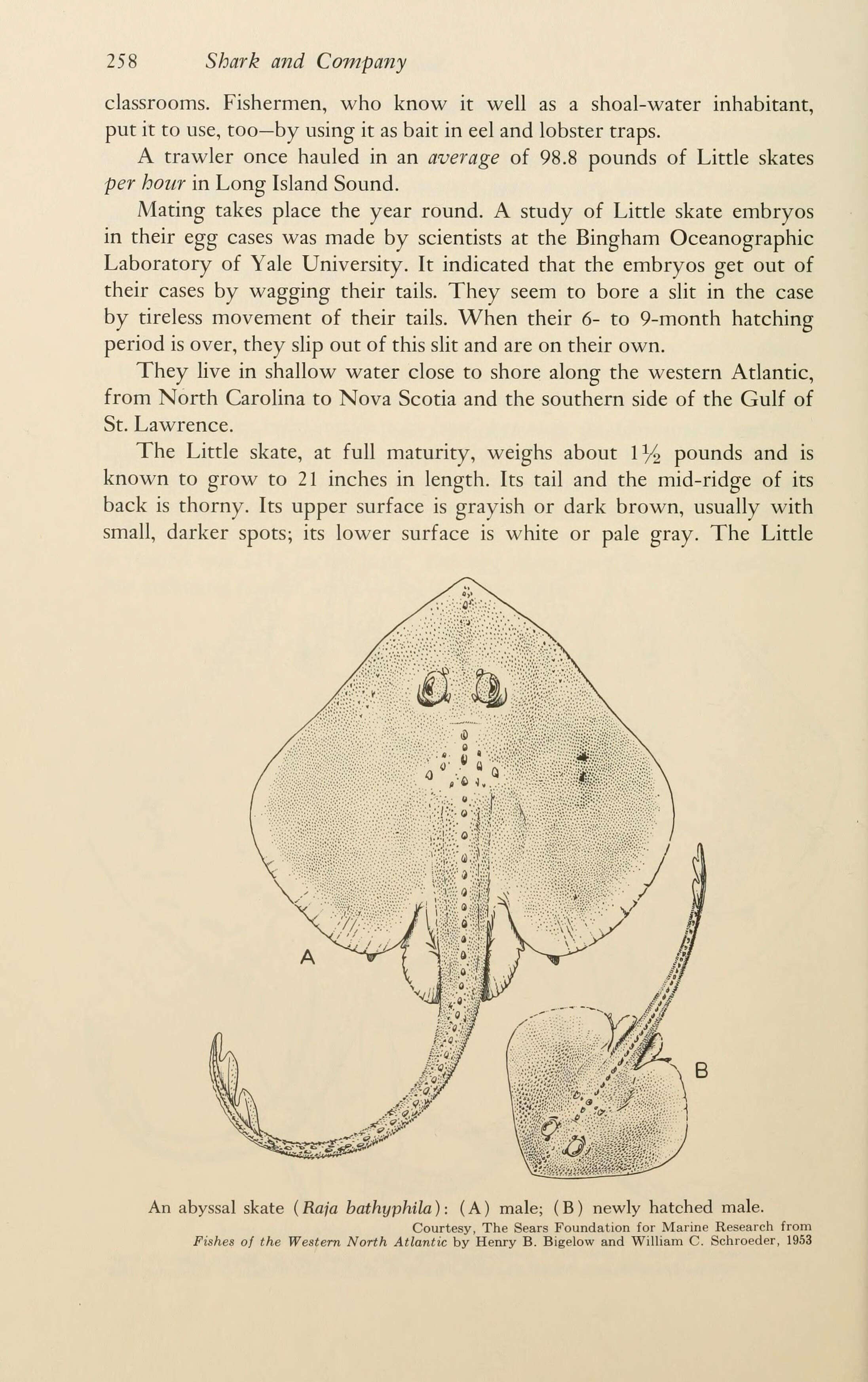 Imagem de Rajella bathyphila (Holt & Byrne 1908)