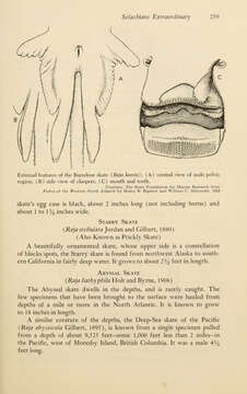 Image of Barndoor Skate