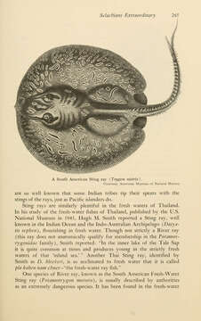 Image of Freshwater stingray