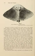 صورة Gymnura micrura (Bloch & Schneider 1801)