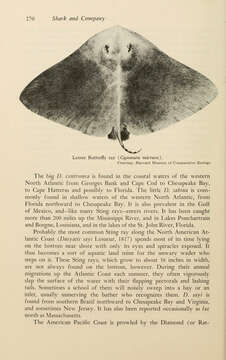Image of Smooth Butterfly Ray