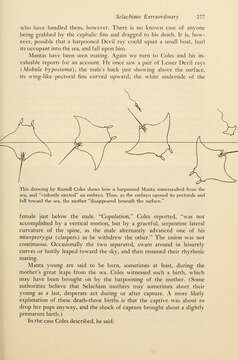 صورة Mobula hypostoma (Bancroft 1831)