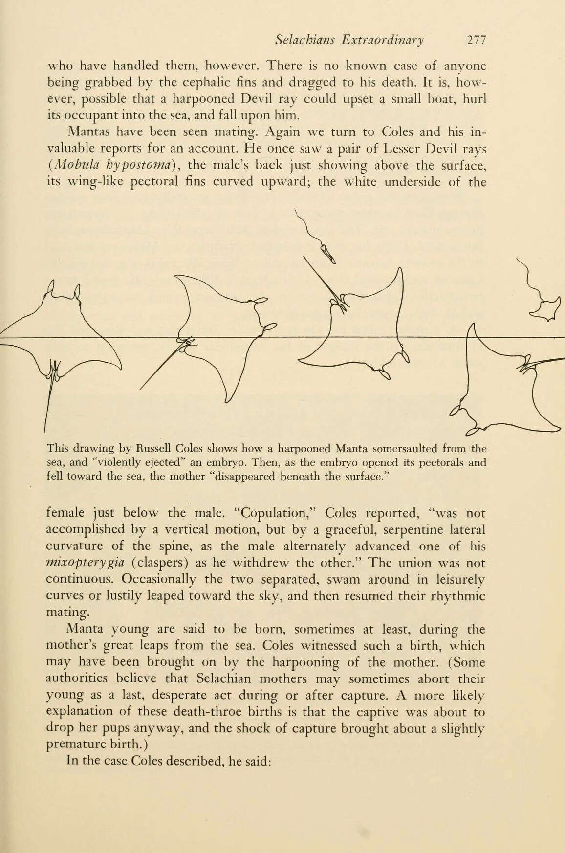 Слика од Mobula hypostoma (Bancroft 1831)