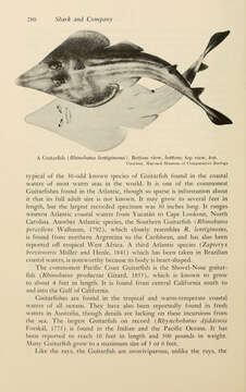 صورة Pseudobatos lentiginosus (Garman 1880)