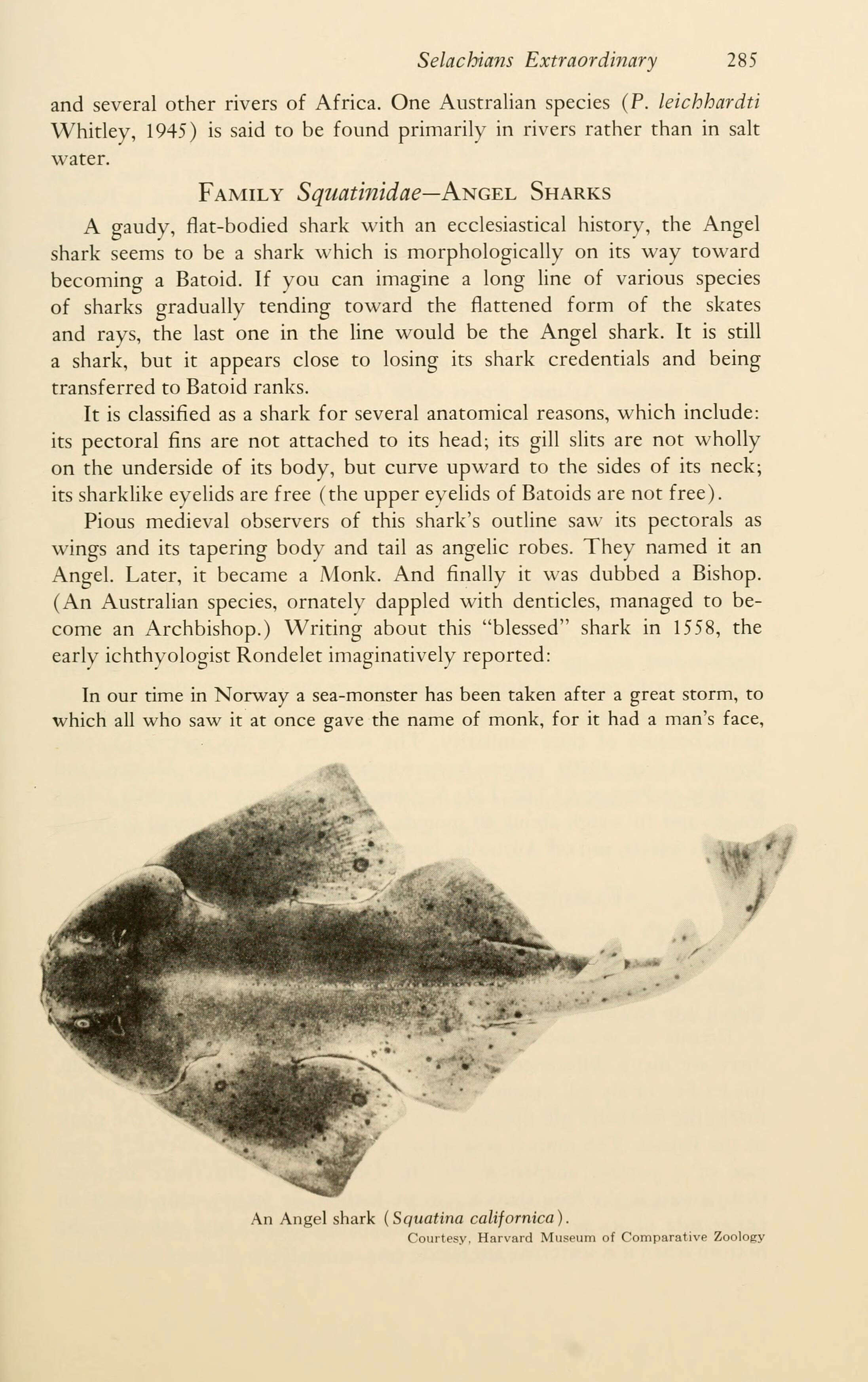 Image of Pacific Angel Shark