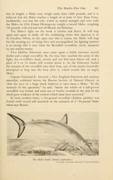 Image of mackerel sharks