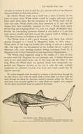 Image of Rhincodon