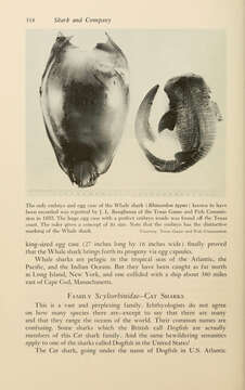 Image of Rhincodon