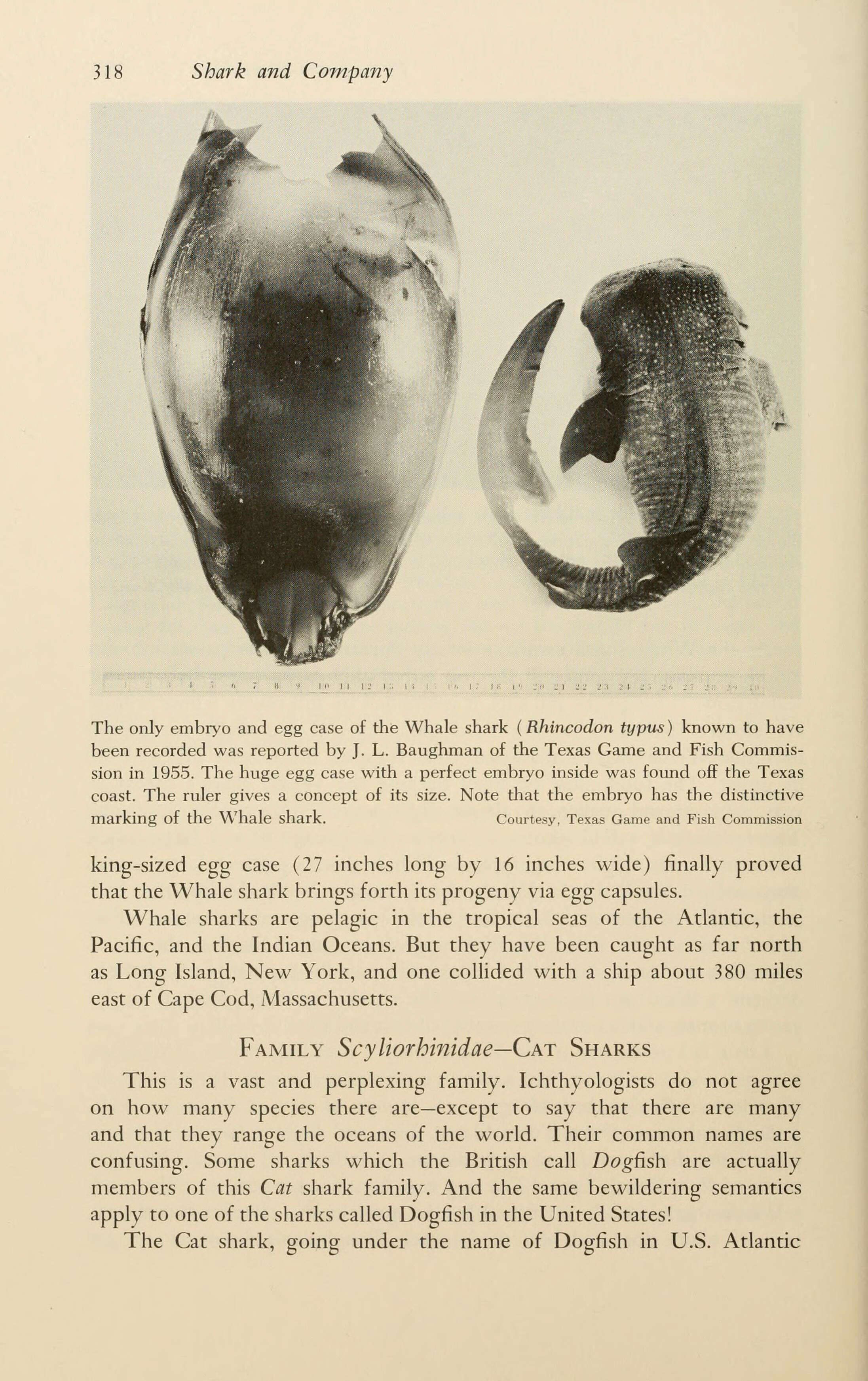 Rhincodontidae resmi