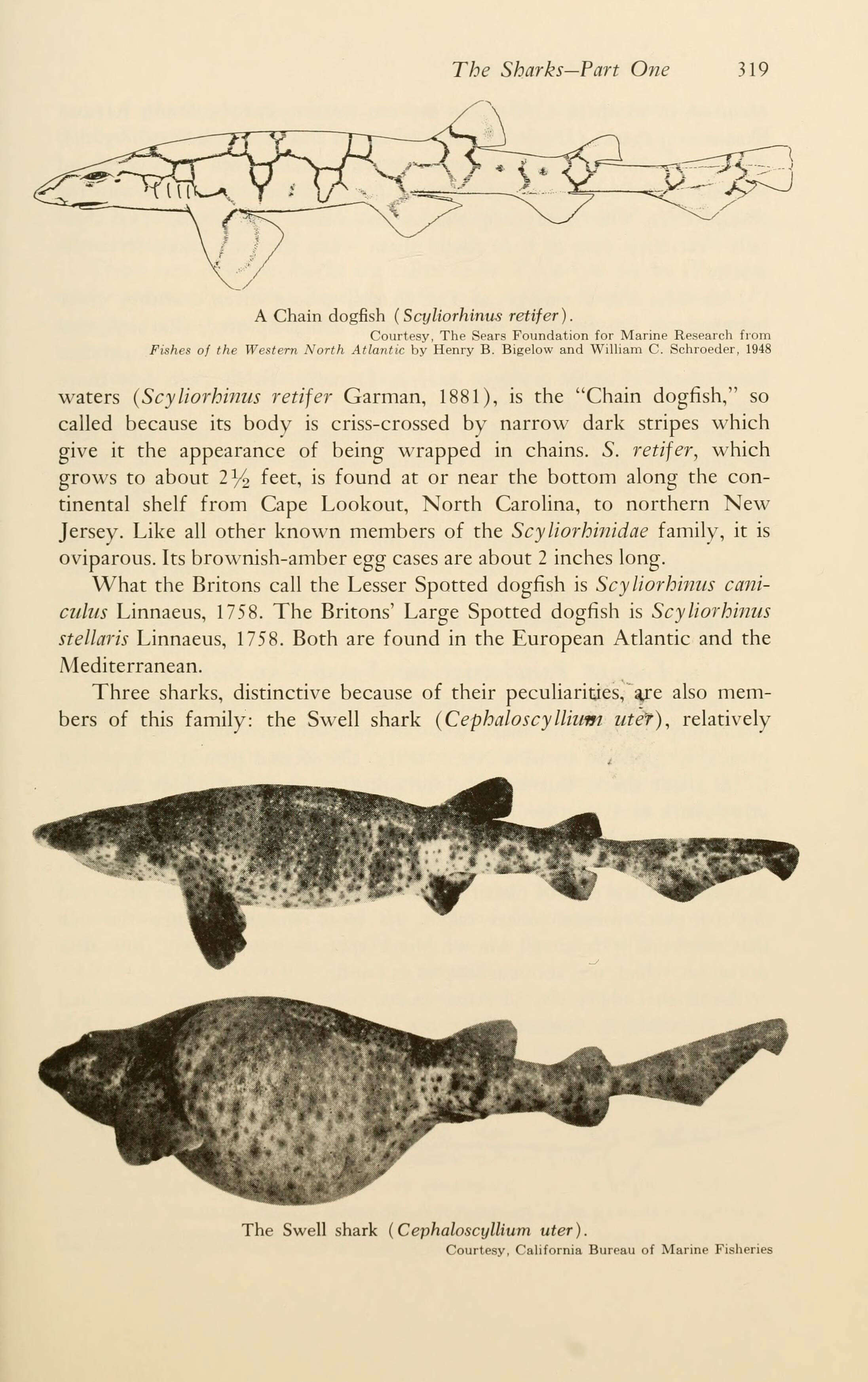 Imagem de Scyliorhinus retifer (Garman 1881)