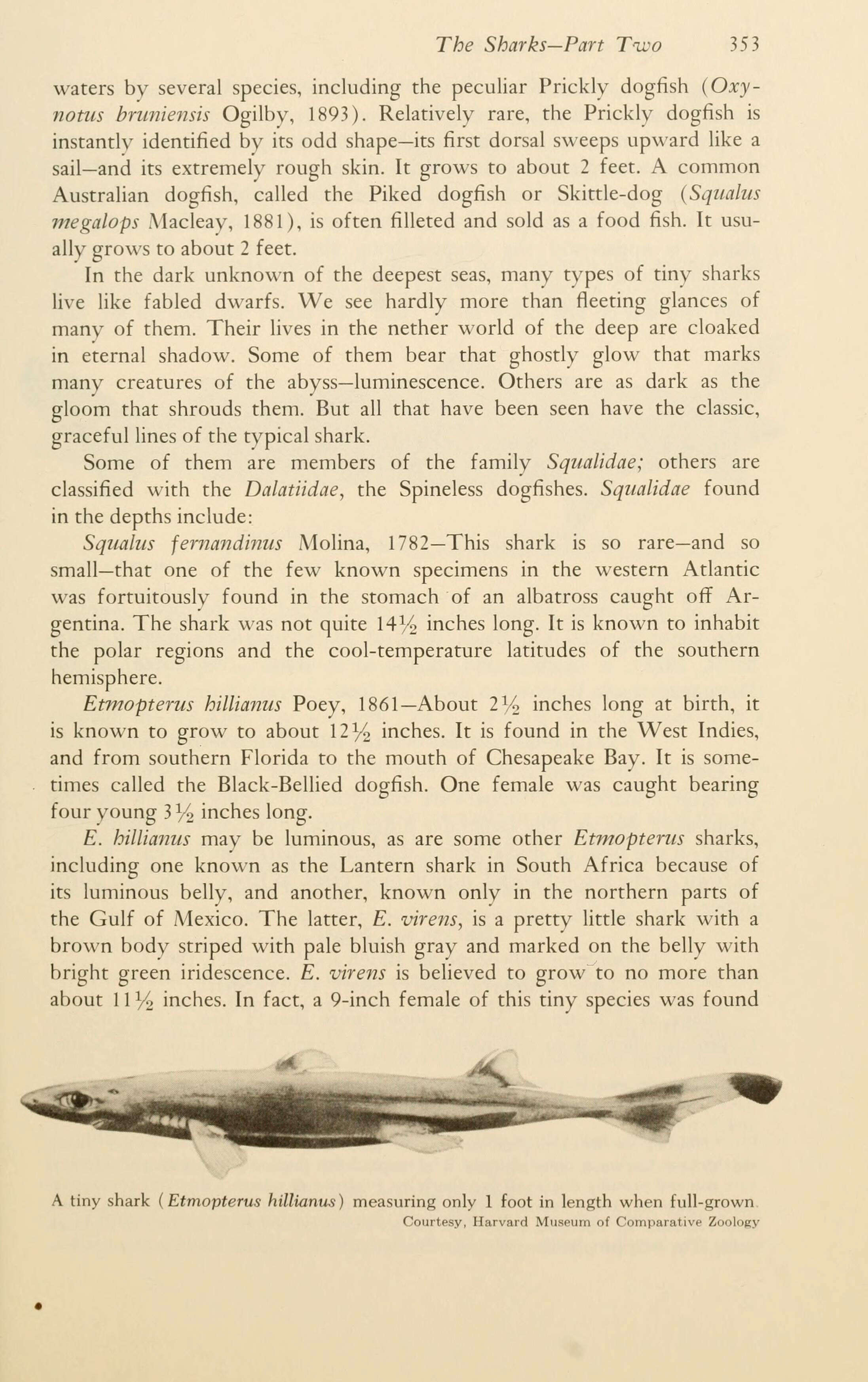 Image of Caribbean Lanternshark