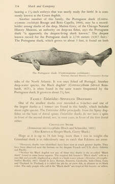 Image of Portuguese Dogfish