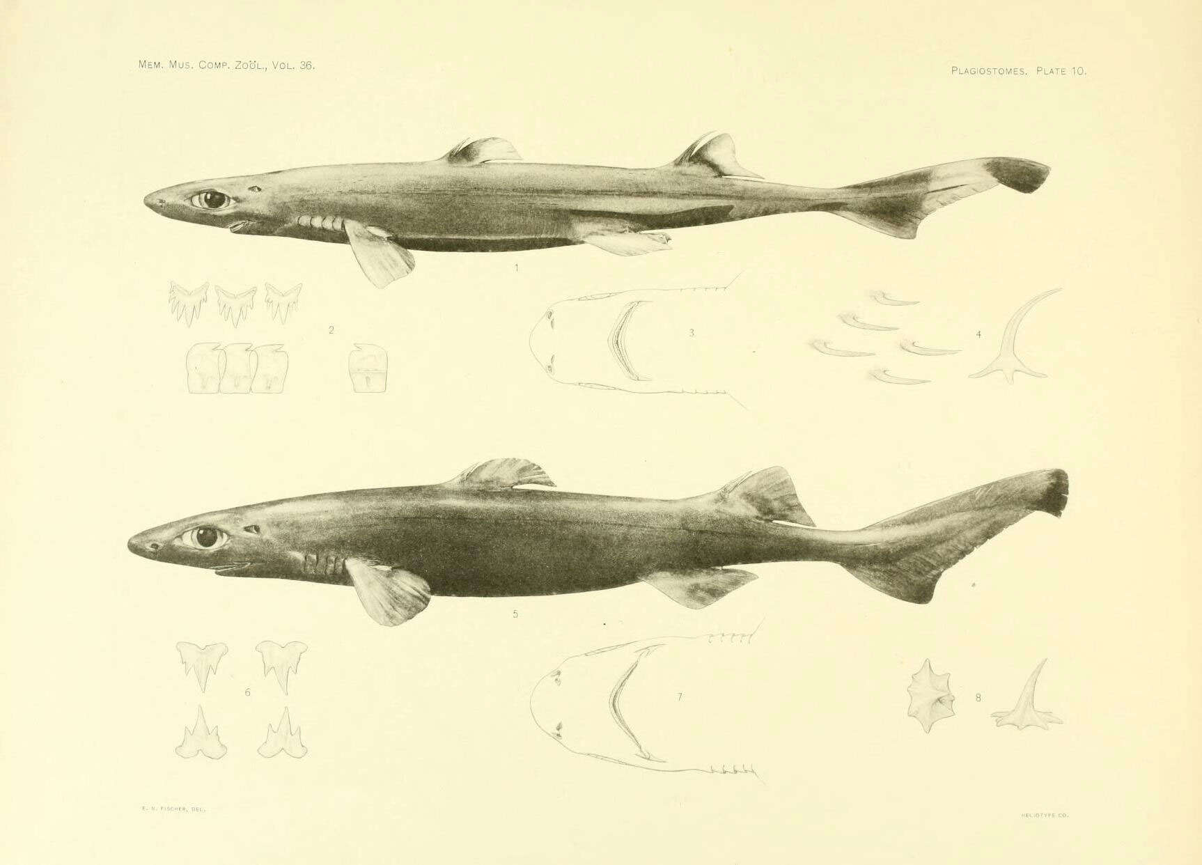 Image of Caribbean Lanternshark