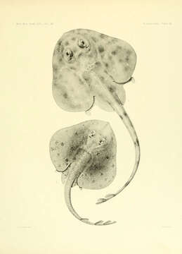 Image of <i>Raia plutonia</i>