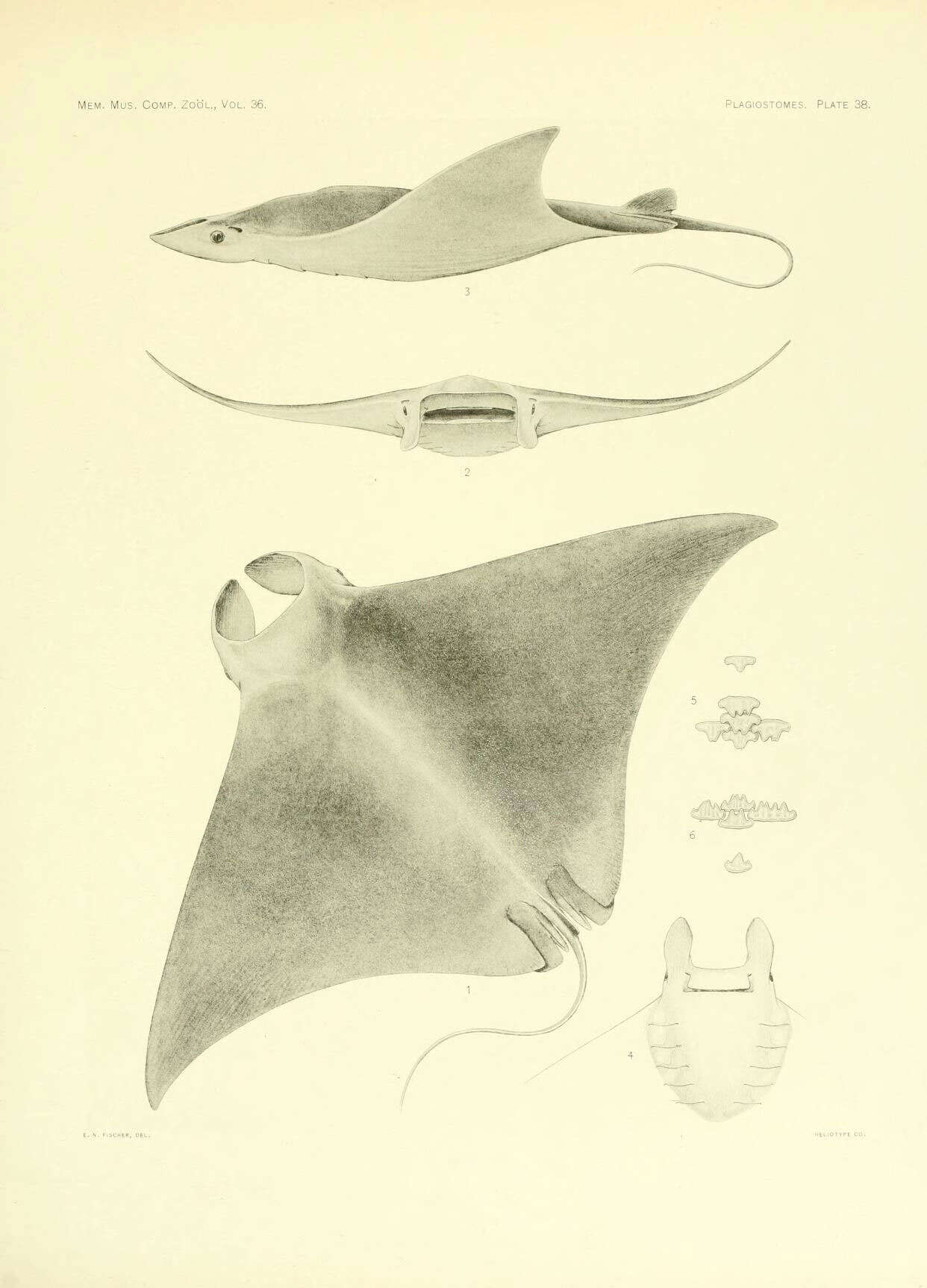 صورة Mobula hypostoma (Bancroft 1831)