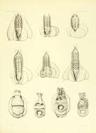 صورة Sympterygia acuta Garman 1877