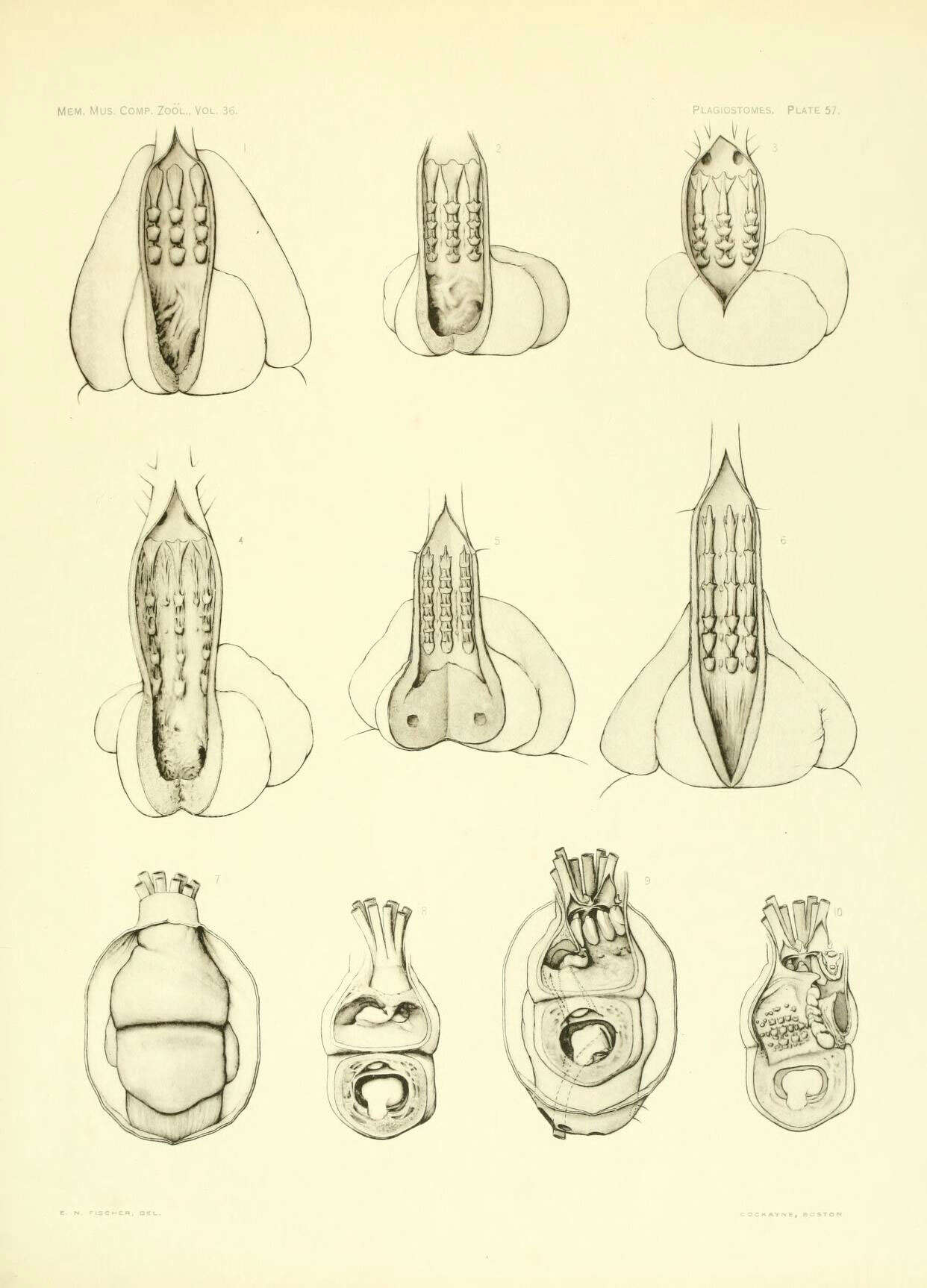 صورة Sympterygia acuta Garman 1877