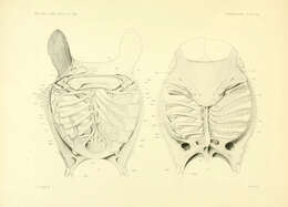 صورة Mobula hypostoma (Bancroft 1831)