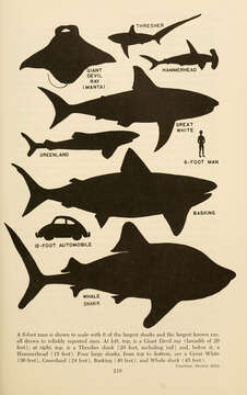 Image of thresher sharks