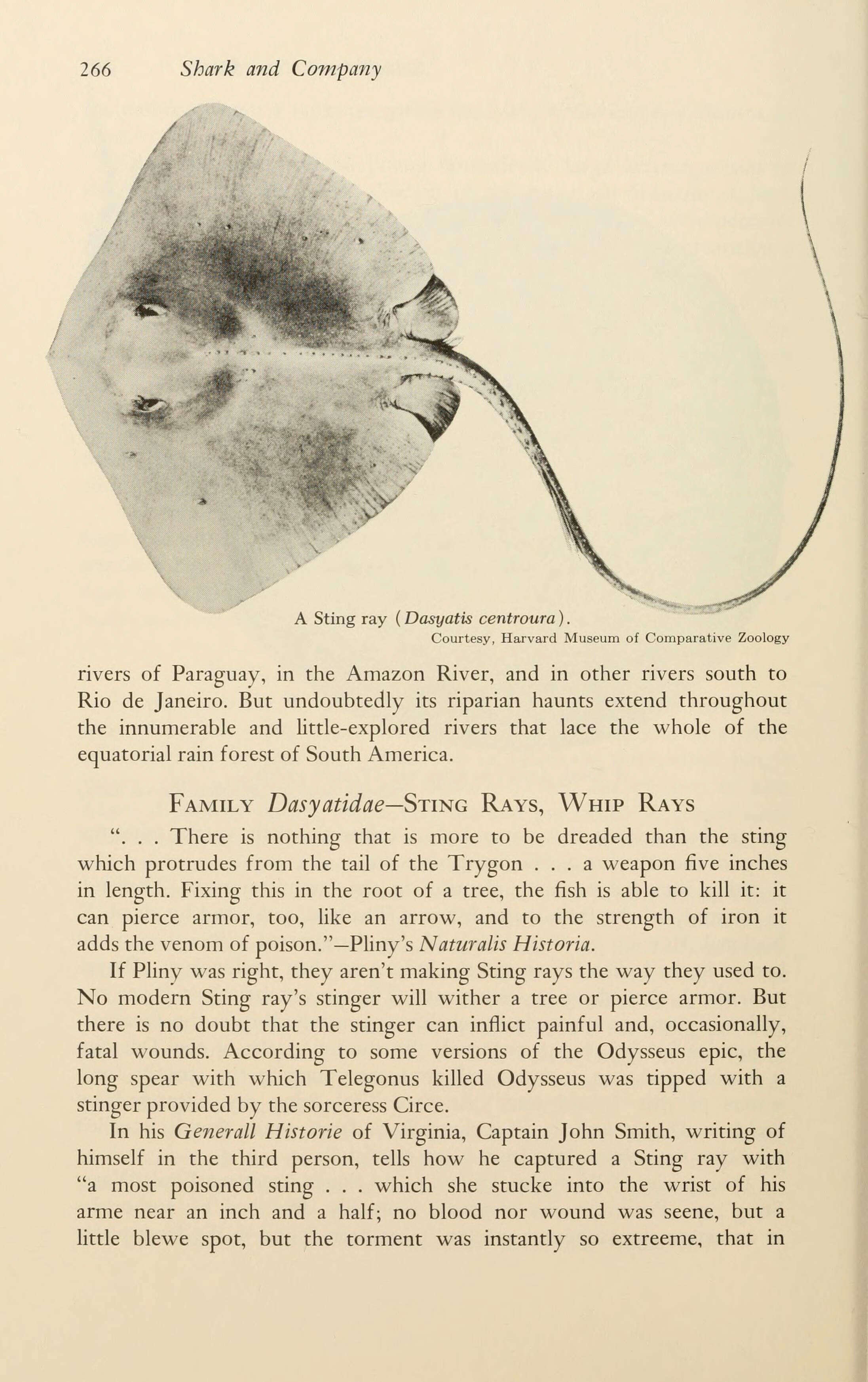 Image of rough-tailed stingray