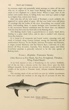 Image of thresher sharks