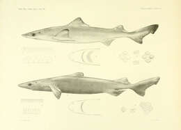 Image of Dwarf Gulper Shark