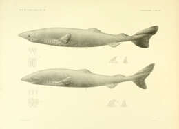 Image of sleeper shark