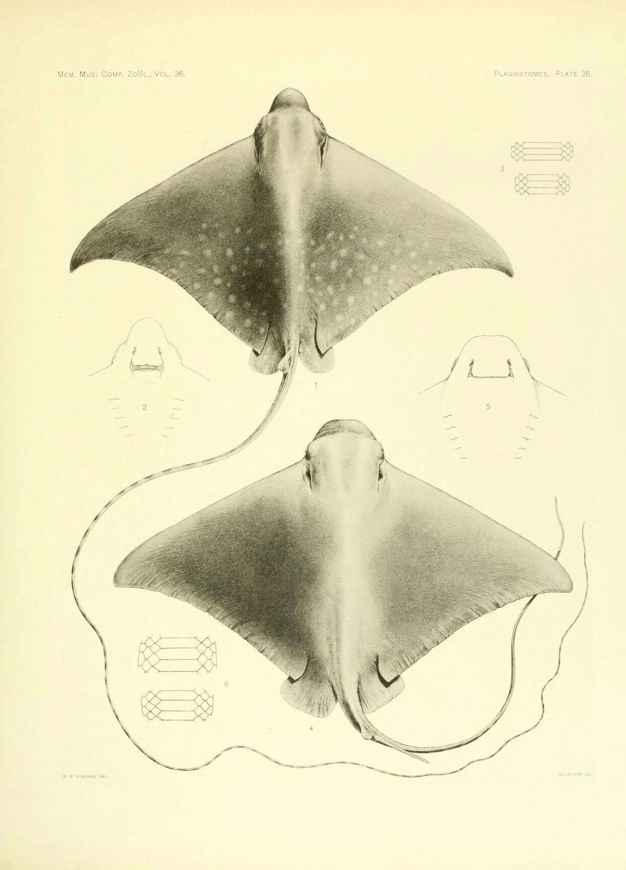 Слика од Aetomylaeus maculatus (Gray 1834)