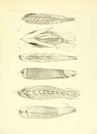 Image of Heptranchias