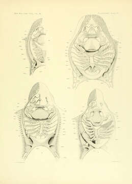 Plancia ëd Myliobatis aquila (Linnaeus 1758)