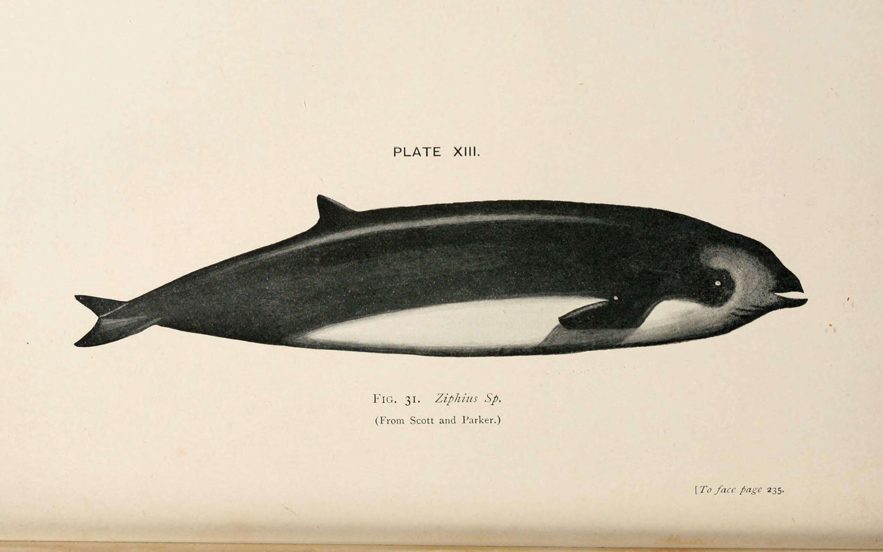 柯氏喙鯨的圖片