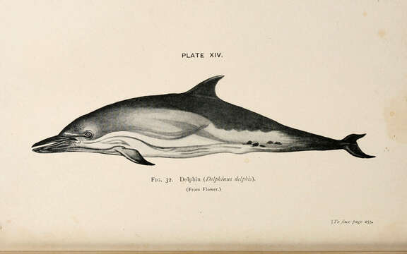 Image of Atlantic Dolphin