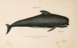 Image of Atlantic Pilot Whale