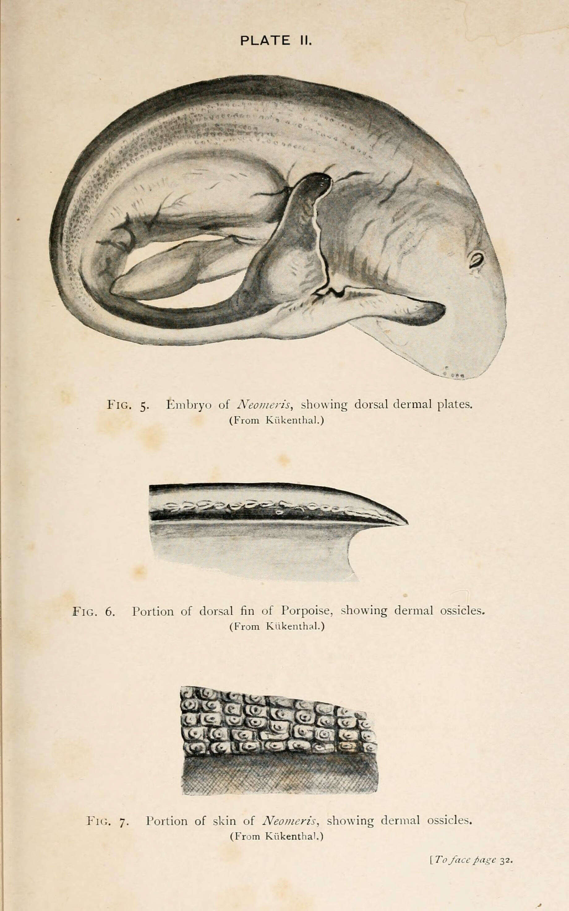 Image of Finless Porpoise